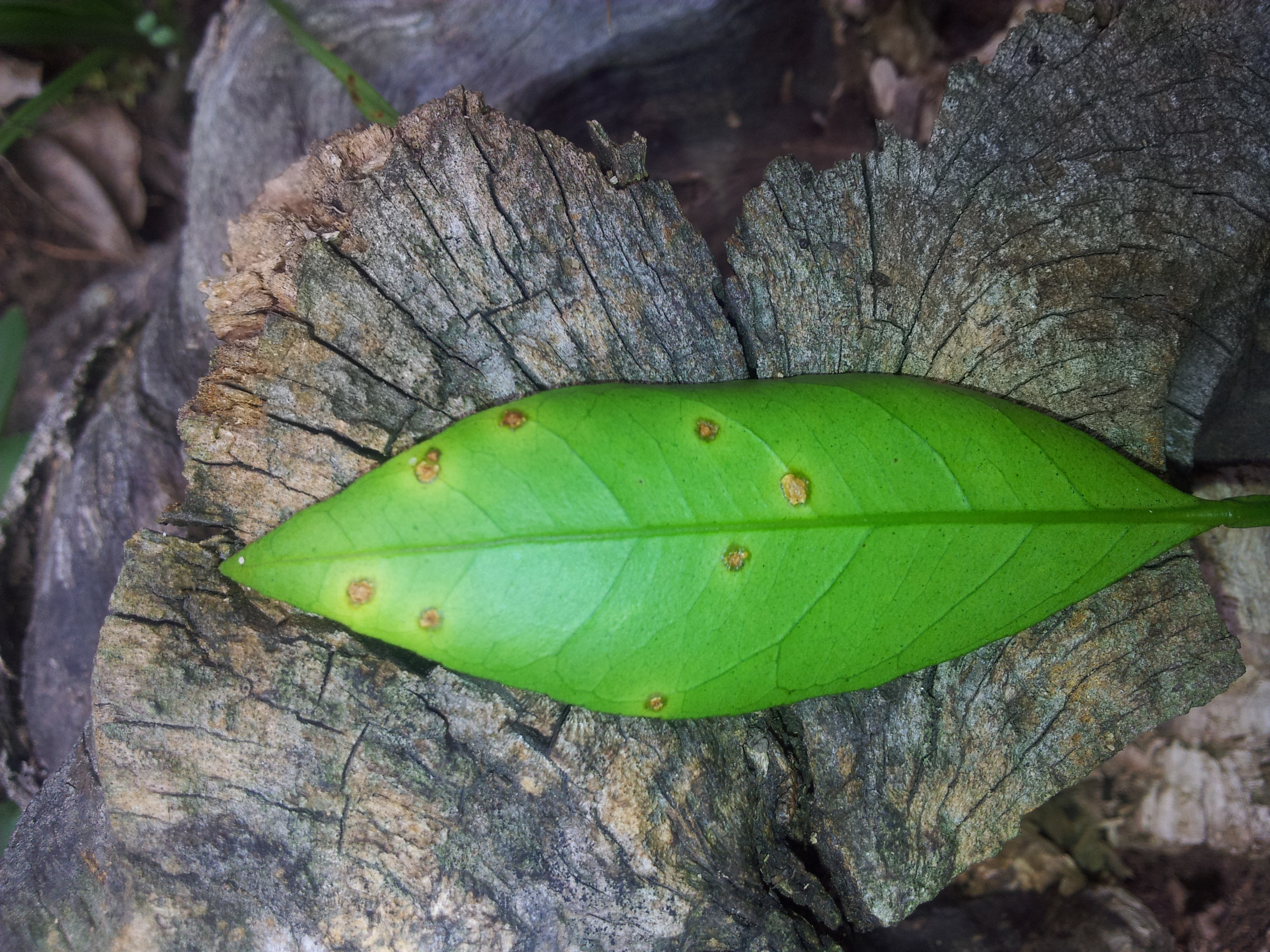 감귤 잎이 이상해서요